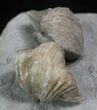 Pair Of Fossil Brachiopods (Platystrophia) - Indiana #25998-4